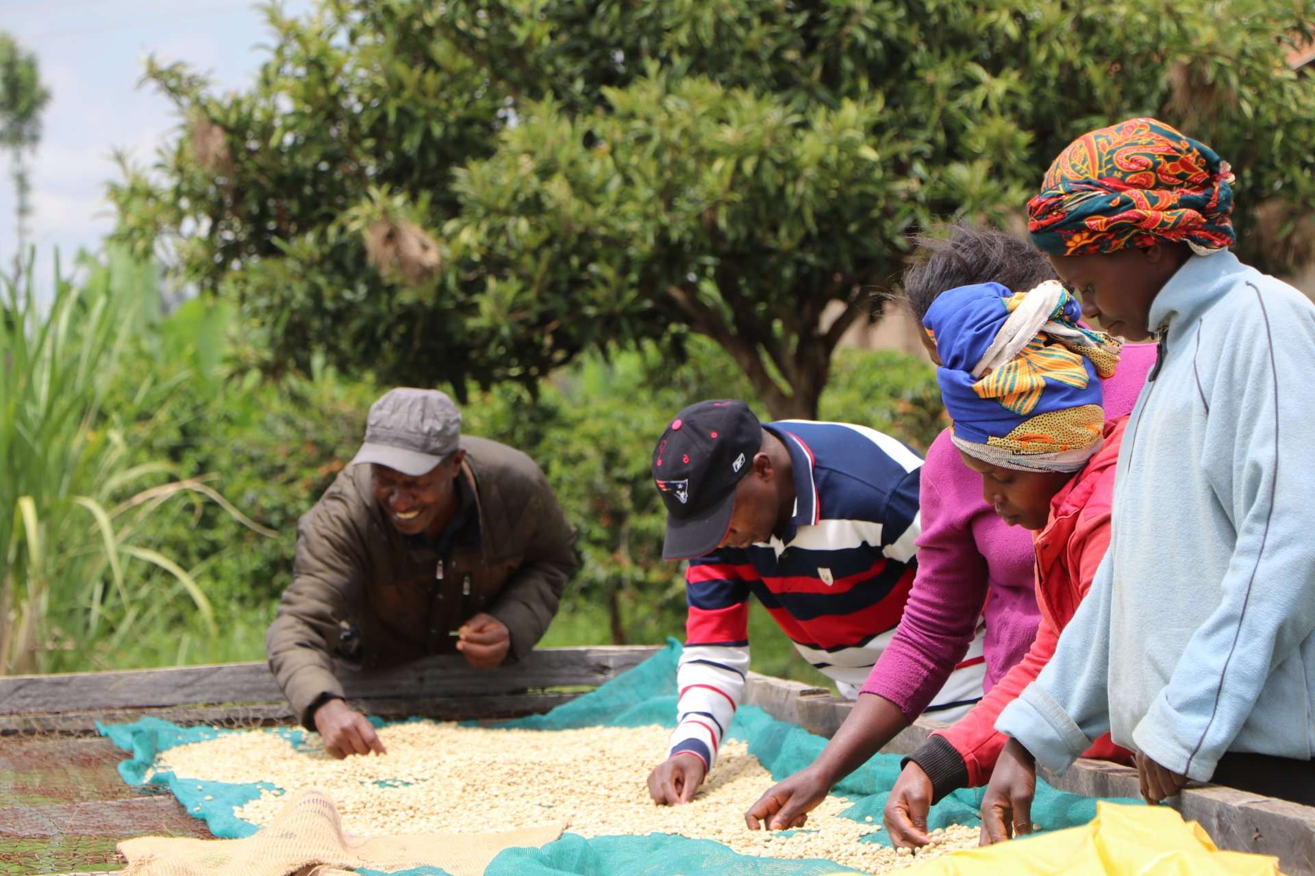 Transforming the Kenyan Coffee Industry