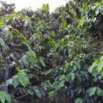 Decaf El Vergel Tolima image 6