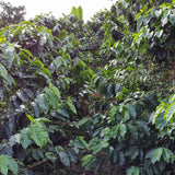 Decaf El Vergel Tolima image 6