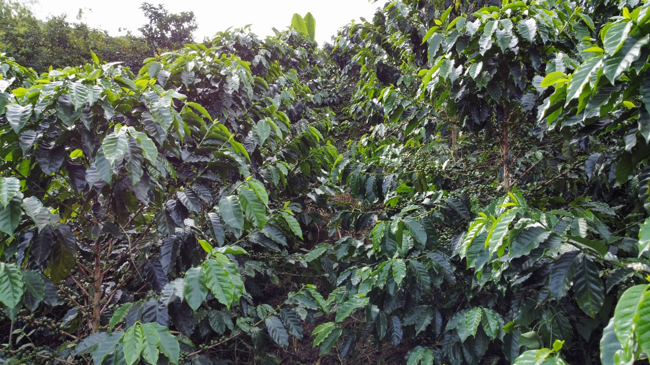 Decaf El Vergel Tolima image 6