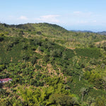 Decaf El Vergel Tolima image 4