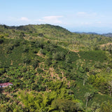 Decaf El Vergel Tolima image 4