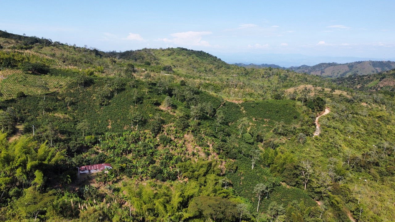 Decaf El Vergel Tolima image 4