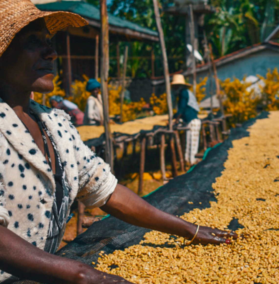 A worker spreads coffee beans across raised drying beds at a coffee washing station, with other workers tending beds in the background.