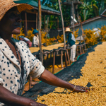 A worker spreads coffee beans across raised drying beds at a coffee washing station, with other workers tending beds in the background.
