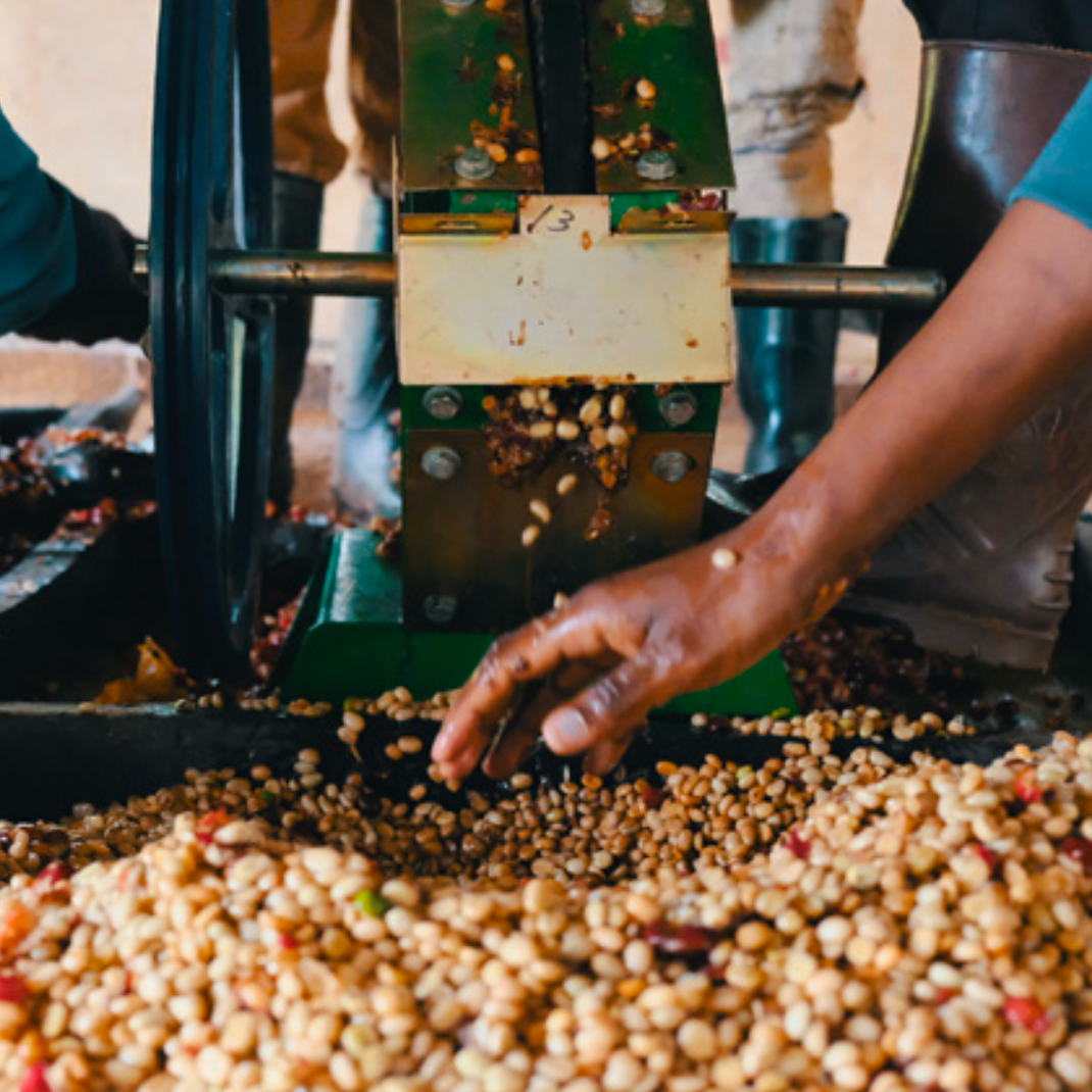 Close-up of freshly pulped coffee cherries being processed through a mechanical coffee mill, with a worker’s hand sorting the wet beans as they fall from the machine.