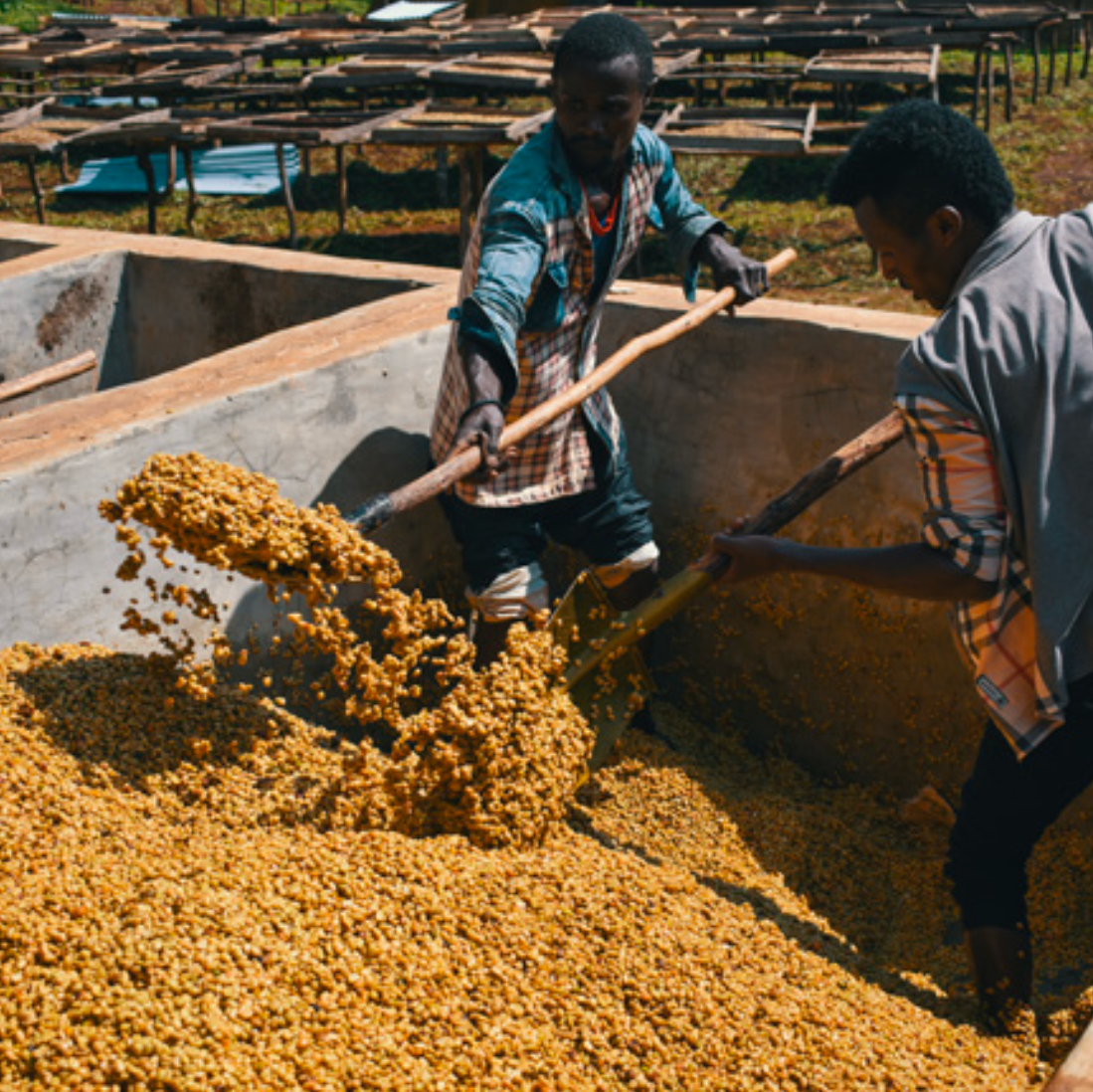 Two workers using wooden paddles to move a large batch of freshly washed coffee beans in a concrete fermentation tank at a coffee processing station.