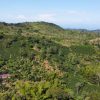 Decaf El Vergel Tolima - Image 5