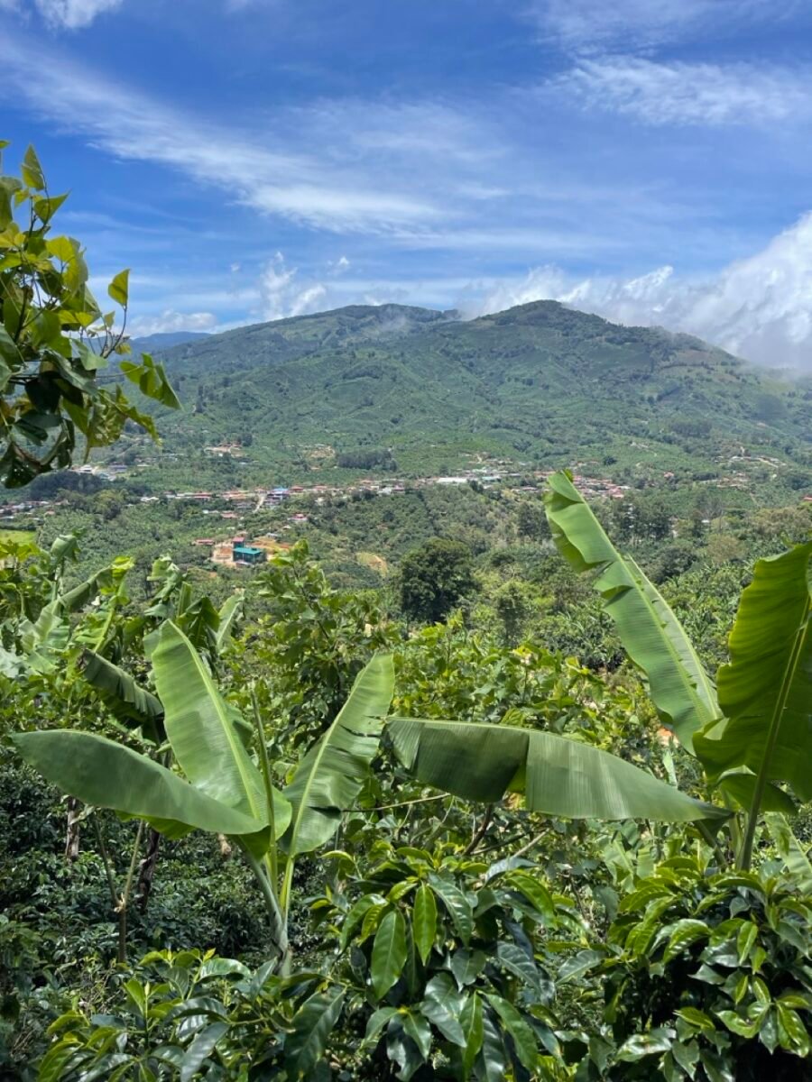 Tarrazu Natural - Minor Jimenez - Image 5